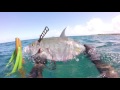 MDB Spearfishing Hawaii 2