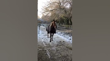 Horses on MUDCONTROL slabs after a hard frost.