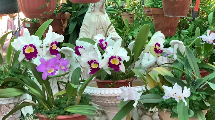 Lovely orchids at my backyard garden