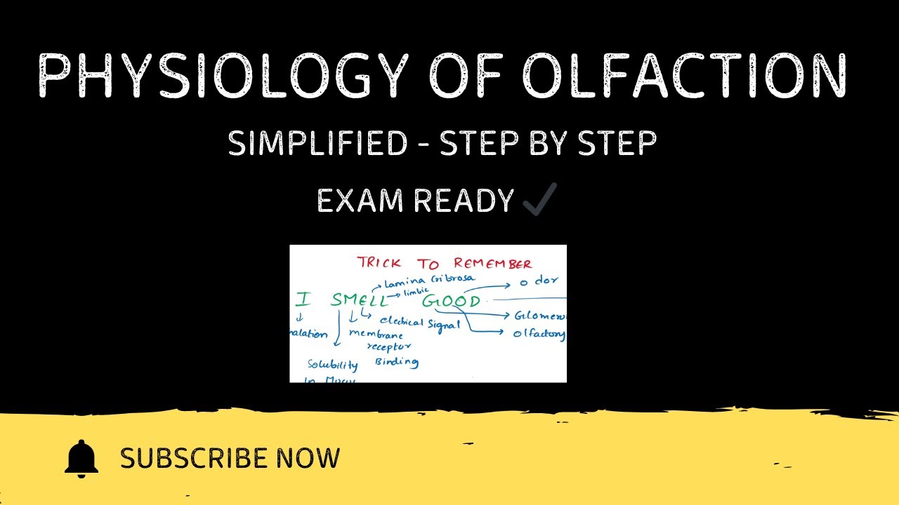 Physiology of Olfaction Explained Step by Step | Smell Pathway Made Easy | HAP-1 | B.PHARM | PHARM.D
