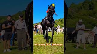 FESTIVALUL ECVESTRU BRADU 2023 Armăsarul Castan @PromovariCaiRomania #horse #stallion #stallions