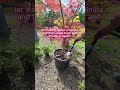 How To Water Japanese Maples In Pots