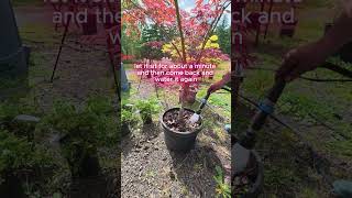 How To Water Japanese Maples In Pots