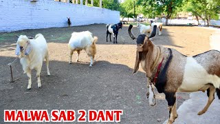 Malwa Bakre 2 Dant Price Ke Sath At Imran Goat’s