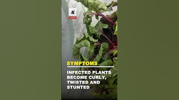 Beetroot Curly Top Virus ENG