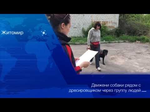 Дрессировка в г. Житомир. Сдача норматива "Собака в городе"