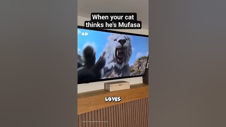 This Cat Thinks She's the Real Mufasa (@AaronsAnimals)