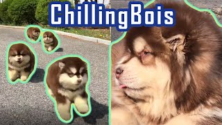 Fluffy Alaskan Malamute Puppies Bounce Your Stress Away VI