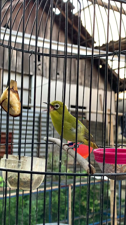 Pleci materi nembak  #pleci #nembak #gacor #kicaumania