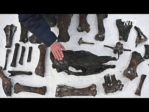Из реки Тобол на Урале достают кости древних животных