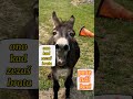 Sound On Brat Magarac Donkey Boxing Kosovo Mma Football Serbia