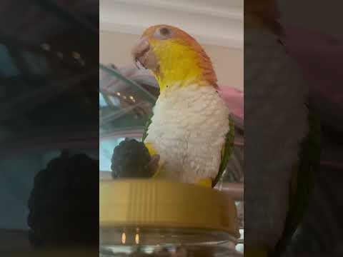 BlackBerry #fyp #caique #parrot #pets