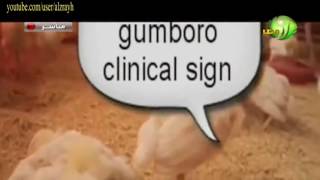 مرض الجمبورو فى مشروع تربية الدواجن الاسباب والاعراض والوقاية والعلاج Gumboro disease