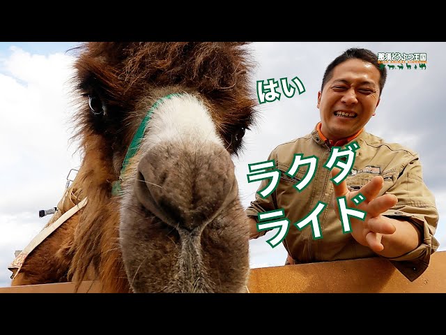 【中国七宝】フタコブラクダ・らくだ フタコブラクダ】はい ラクダライド / Bactrian camel - YouTube