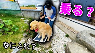 初めての台車に戸惑うレトリバーのまる