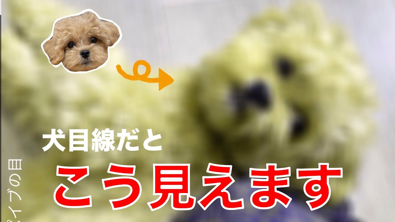犬の目カメラ 犬の視覚が体験できるアプリで愛犬の見える世界を知ったら人間の視覚との違いに不思議な気持ちになりました マルチーズ ペキニーズ トイプードル Youtube