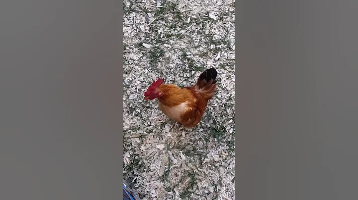 Miniature rooster!