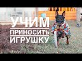 Учим собаку приносить игрушку|100% апорт|Поднос игрушки