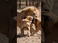 Lion vs Dogs Fight 🦁🐕 | Real Jungle Battle 🔥 #Shorts #youtubeshorts #dog #vs #lion #short  #viral