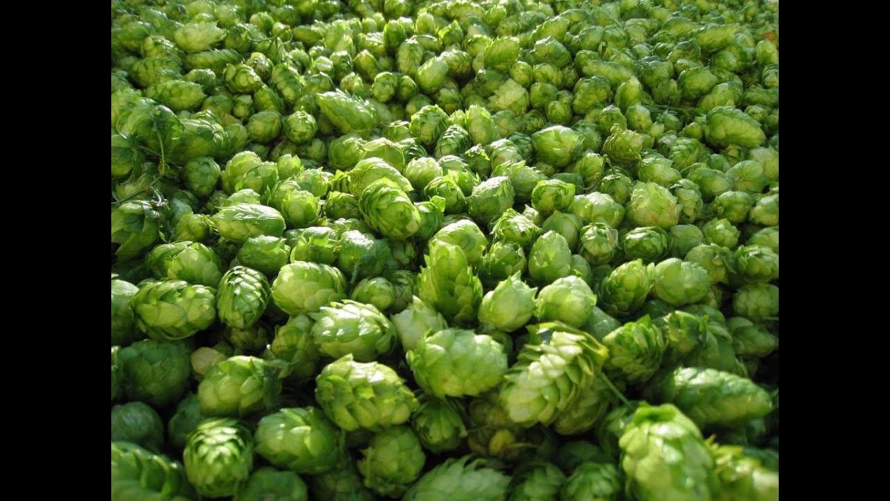 Hops and IPA YouTube