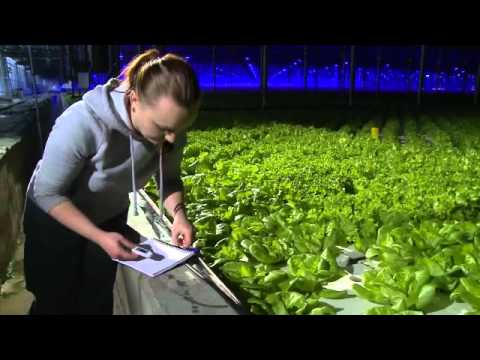 Video: Indoor Hydroponic Spanać – Kako uzgajate hidroponski spanać