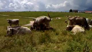 Mucche al pascolo sul monte Avena
