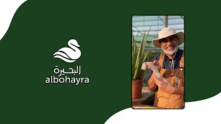 Aloe Vera w/Bo Othman Alawadhy 👨🏼‍🌾🌵 | الالوفيرا مع بوعثمان العوضي - البحيرة