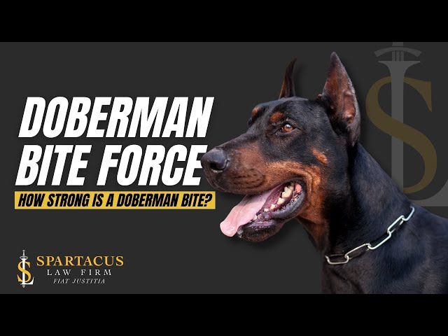 doberman bite force