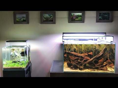 your favourite low tech aquascape five secrets revealed by