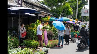 4K Bangkoks Flower And Plant Paradise At Chatuchak Plant Market