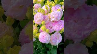 Most beautiful garden roses collation flowers