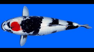 Download Lagu Ginrin Tancho Showa Teradomari 70cm Female MP3