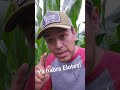 Ya esta Jiloteando la Milpa!