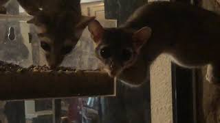 Texas Ringtail Cats