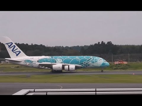 フライングホヌ、NH184便、NH182便出発!! 2025/09/14 #ana #flyinghonu #フライングホヌ #全日空