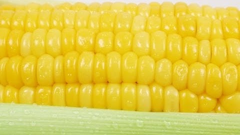 Sweetcorn Cob Sorting by Raynbow | RAYTEC VISION SpA