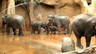 Blijdorp: Douchende Olifanten