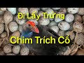 Đi Lấy Trứng Chim Trích Cồ|Cách Thu Hoạch Trứng Chim Trích Cồ Sao Cho Hiệu Quả?