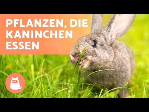 Video: Können Kaninchen Brunnenkresse essen?