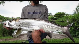 Huge Naples Florida pond tarpon