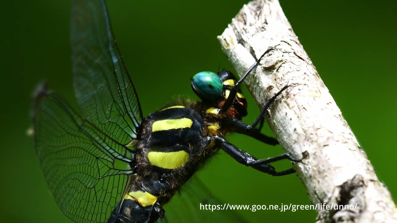 庭のオニヤンマ Youtube