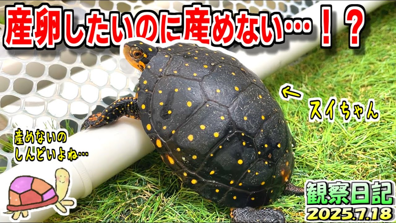 マメ太郎様確認卵 亀日記】産卵したいのに産めないってしんど