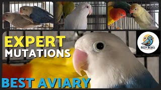 Love Bird Breeding: Expert Tour & Mutations Showcase  best aviary in town 2024  PART 1