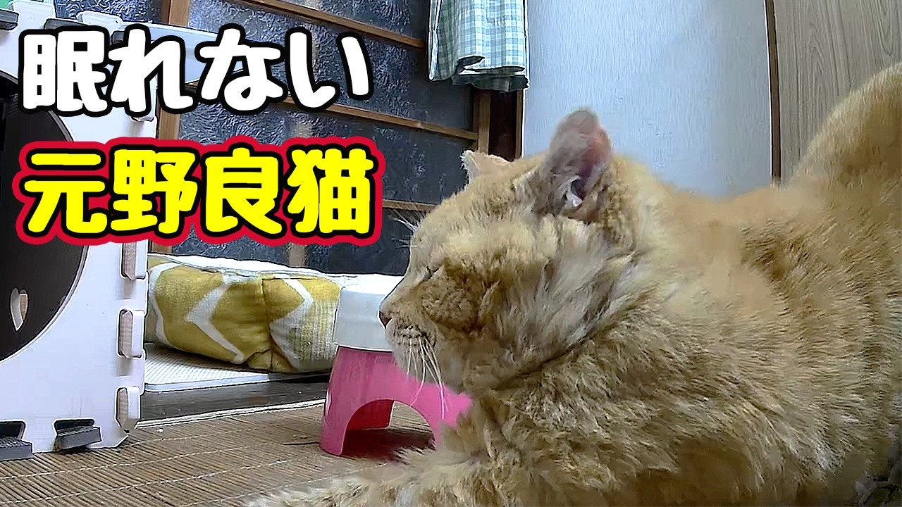 お疲れの様ですが…【元野良猫】