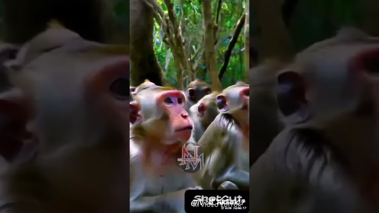 Monkey Rock Band Live in the Jungle!"