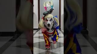 10 minutes of Funniest Animals🤣 New funny cats and dogs videos😍🐈🐕 Part 1
