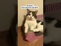 Best Funniest Animal Videos 2022 - Cute Cats  😹 and Funny Dogs 🐶