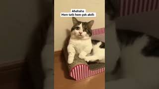 Best Funniest Animal Videos 2022 - Cute Cats  😹 and Funny Dogs 🐶