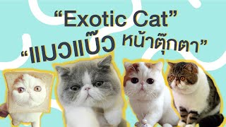 Exotic Cat Cutie Cat, Cat Doll - Youtube