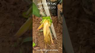 زهرة فاكهة التنين ذات تلقيح ذاتي. Dragon fruit flower is self pollinating